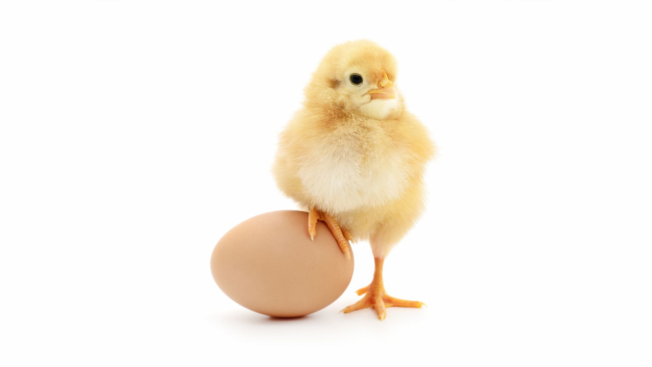 A fluffy yellow chick standing beside a brown egg on a white background.